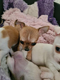 teacup chihuahua puppies ready to go now Akron