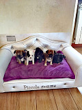 cute chihuahua puppies for homes Dublin