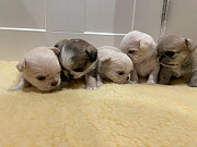 lovely chihuahua puppies for sale Findlay