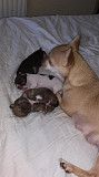 amazing chihuahua puppies seeking homes North Ridgeville