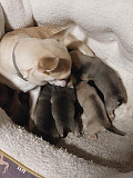 cute chihuahua puppies seeking homes Marion