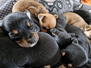 fantastic chihuahua puppies ready to go now Bowling Green