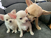 gorgeous chihuahua puppies ready to go now Garfield Heights