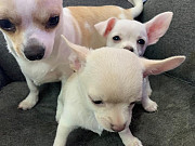 gorgeous chihuahua puppies ready to go now Garfield Heights