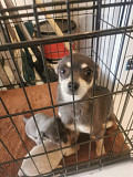 lovely chihuahua puppies ready to go now Shaker Heights