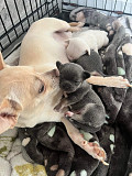 stunning chihuahua puppies ready to go now Green