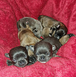 teacup chihuahua puppies seeking homes Medina