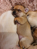 amazing teacup chihuahua puppies Xenia