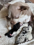 adorable teacup chihuahua puppies Avon