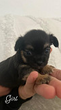 chihuahua puppies for homes Riverside