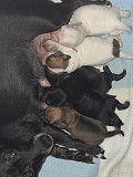 chihuahua puppies ready to go now Niles