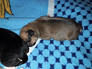 chihuahua puppies ready to go now Niles