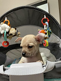 amazing chihuahua puppies ready to go now Tallmadge