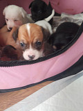 adorable chihuahua puppies ready to go now Atlanta