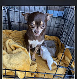 gorgeous chihuahua puppies ready to go now Athens