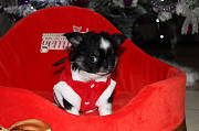 outstanding chihuahua puppies ready to go now Johns Creek