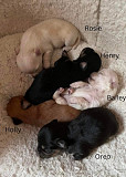 fantastic teacup puppies Newnan