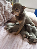 gorgeous chihuahua puppies for homes Hinesville