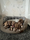 lovely chihuahua puppies for homes Dalton