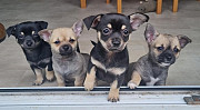 adorable chihuahua puppies seeking homes Cartersville