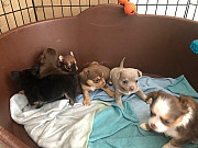 cute chihuahua puppies ready to go now North Druid Hills