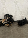 lovely chihuahua puppies ready to go now Tifton