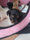 fantastic chihuahua puppies seeking homes Holly Springs