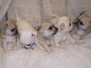 gorgeous chihuahua puppies seeking homes Hickory