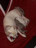 lovely chihuahua puppies seeking homes Indian Trail