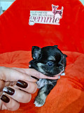 amazing chihuahua puppies ready to go now Garner
