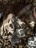 stunning chihuahua puppies ready to go now Statesville