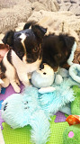 teacup chihuahua puppies ready to go now Shelby