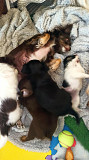 teacup chihuahua puppies ready to go now Shelby