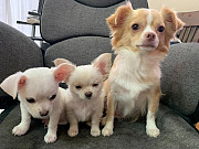 amazing chihuahua puppies seeking homes Sterling Heights