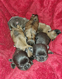 outstanding chihuahua puppies seeking homes Wyoming