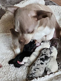 amazing chihuahua puppies ready to go now Kalamazoo