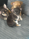 adorable chihuahua puppies ready to go now Dearborn Heights