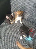 adorable chihuahua puppies ready to go now Dearborn Heights