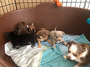 lovely chihuahua puppies ready to go now East Lansing