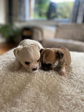 stunning chihuahua puppies ready to go now Roseville