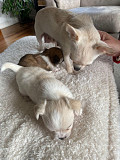 stunning chihuahua puppies ready to go now Roseville