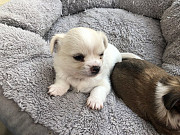 stunning chihuahua puppies ready to go now Roseville