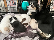 teacup chihuahua puppies ready to go now Eastpointe
