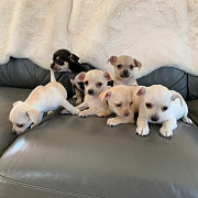 amazing teacup puppies Bay City