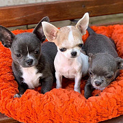 beautiful chihuahua puppies for sale Romulus