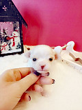 adorable chihuahua puppies ready to go now Passaic