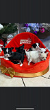 adorable chihuahua puppies ready to go now Passaic