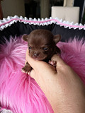 adorable chihuahua puppies ready to go now Passaic