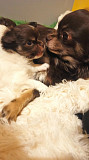 chihuahua puppies for homes Wayne