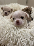 cute chihuahua puppies for homes West Orange